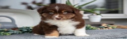 Miniature Australian Shepherd dogs for sale: Carter - Ad 2