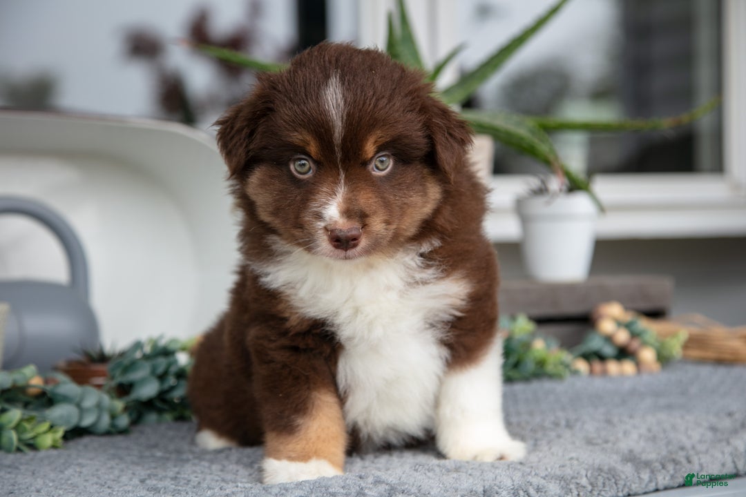 Miniature Australian Shepherd dogs for sale: Carter - Ad 2