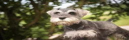 Miniature Schnauzer dogs for sale: Nellie Belle - Ad 4