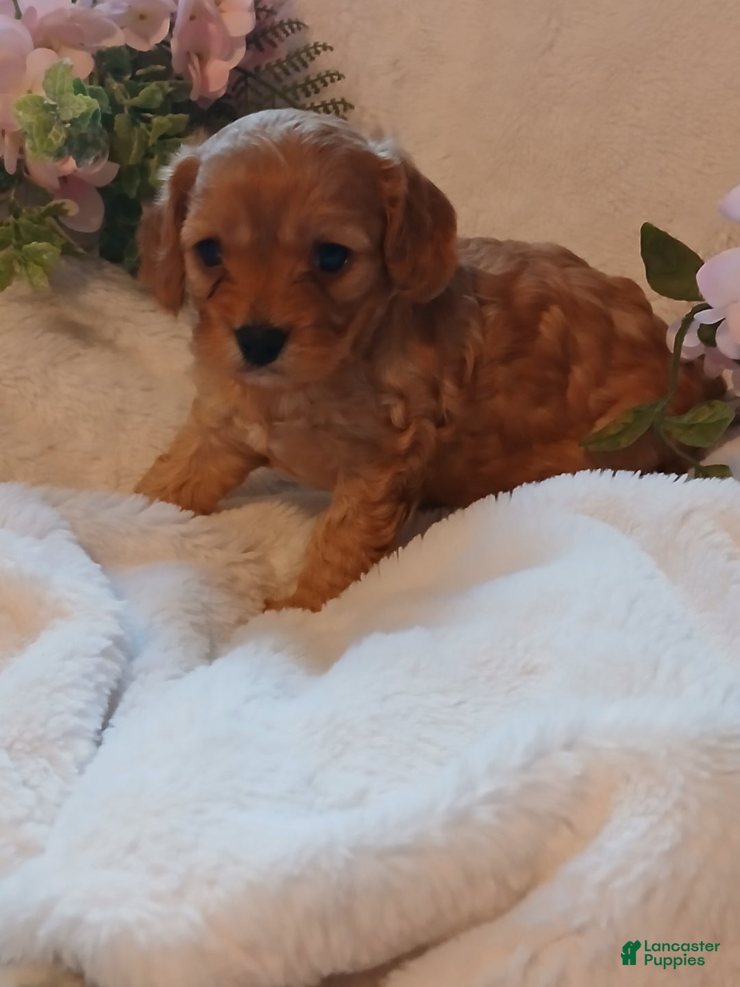 Cavapoo dogs for sale: Rosie - Ad 3