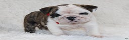 English Bulldog dogs for sale: Taya - Ad 2