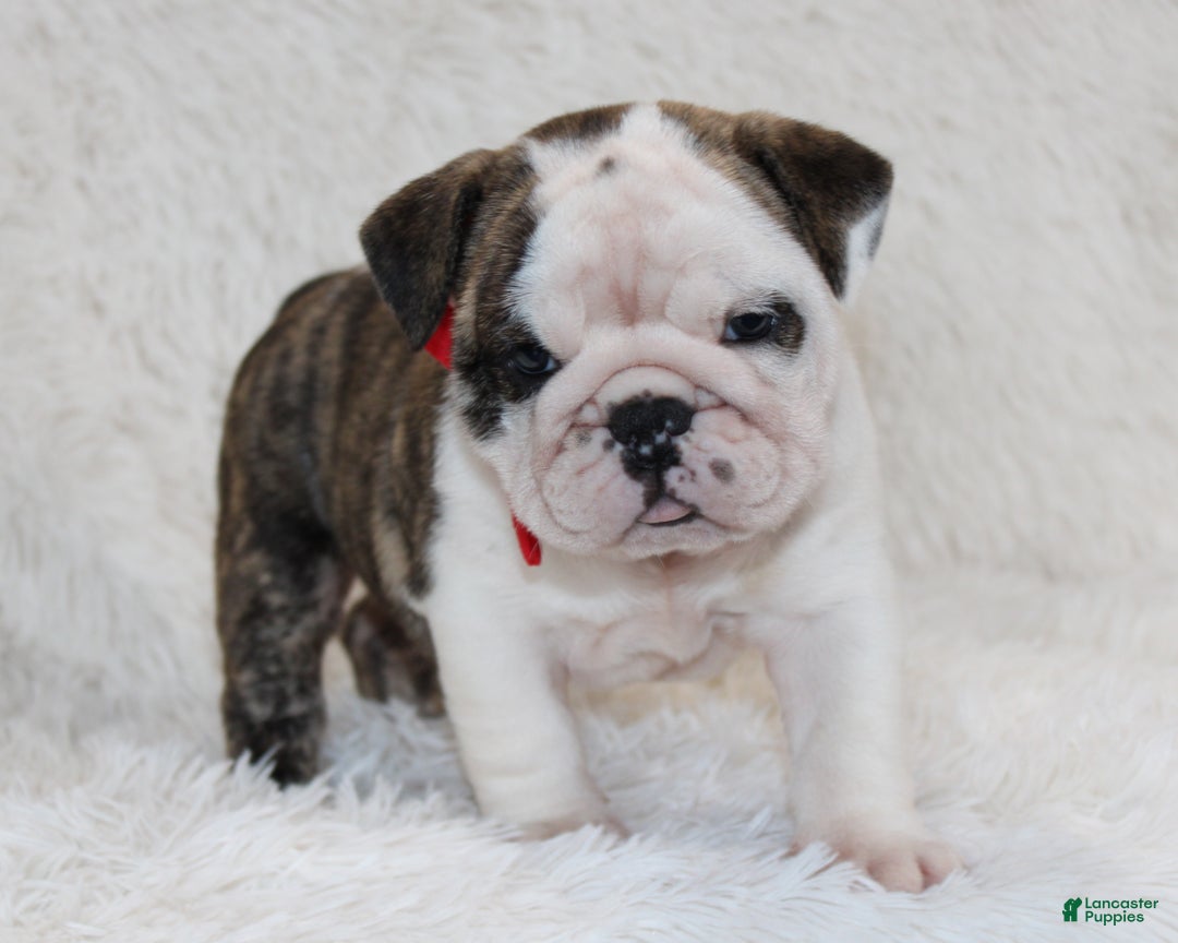 English Bulldog dogs for sale: Taya - Ad 2