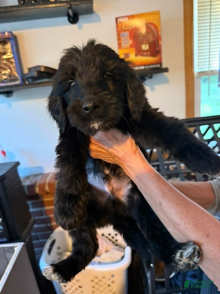 Goldendoodle dogs Black - Ad 2