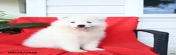 Samoyed dogs for sale: Lexi  - Ad 1