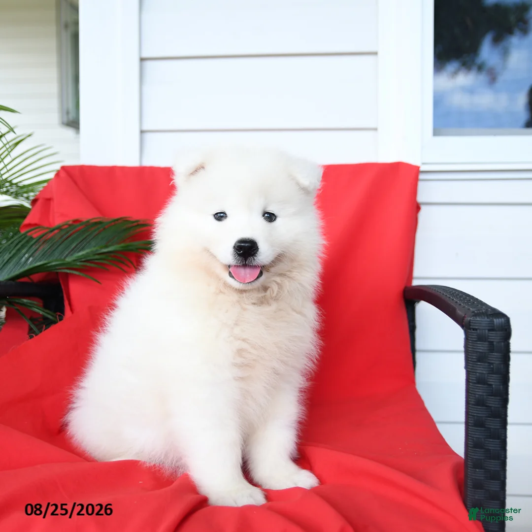 Samoyed dogs for sale: Lexi  - Ad 1