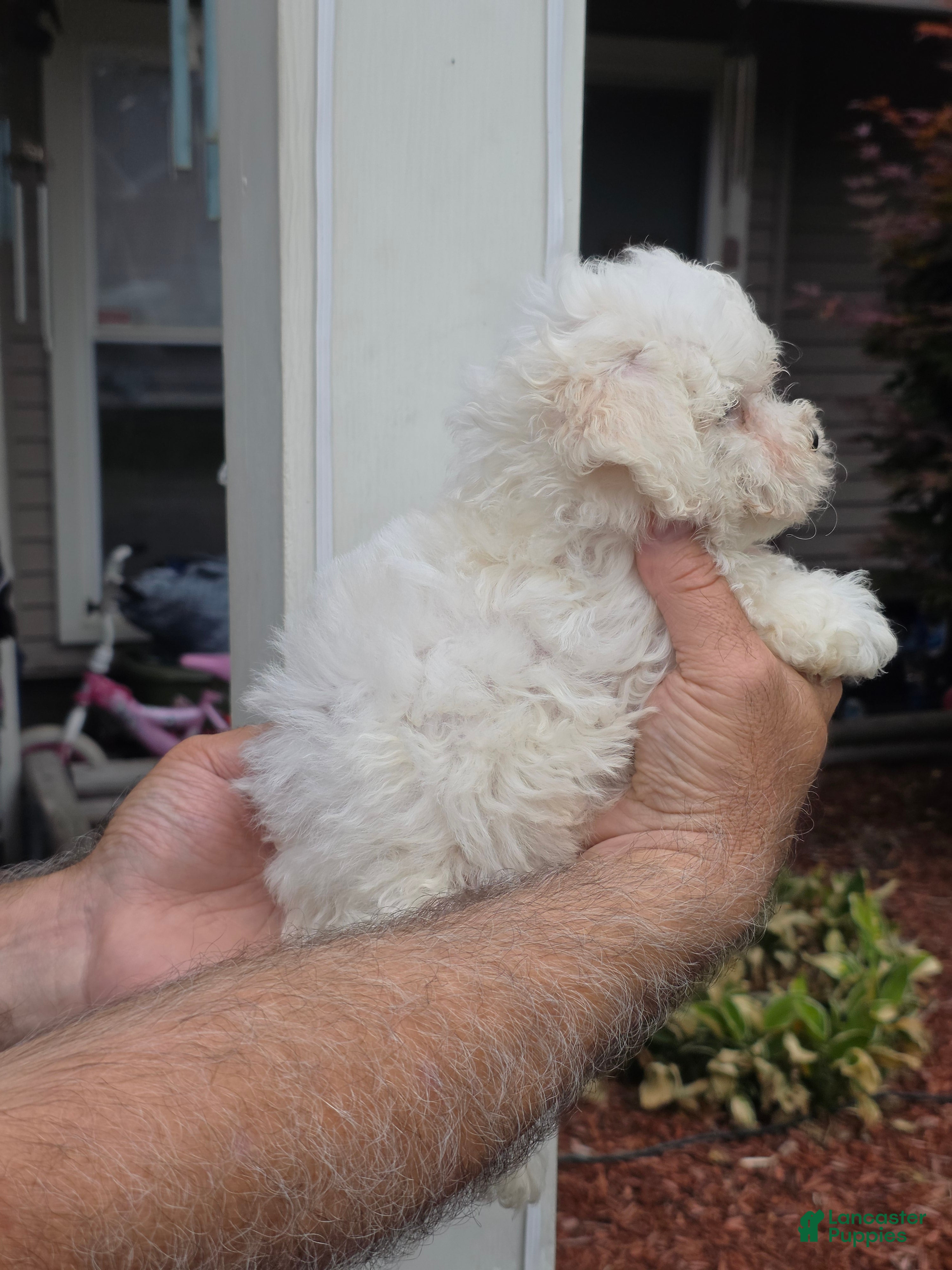 Maltipoo dogs Maggie  - Ad 2