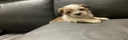 Mixed Breed dogs for sale: Unique - Ad 23