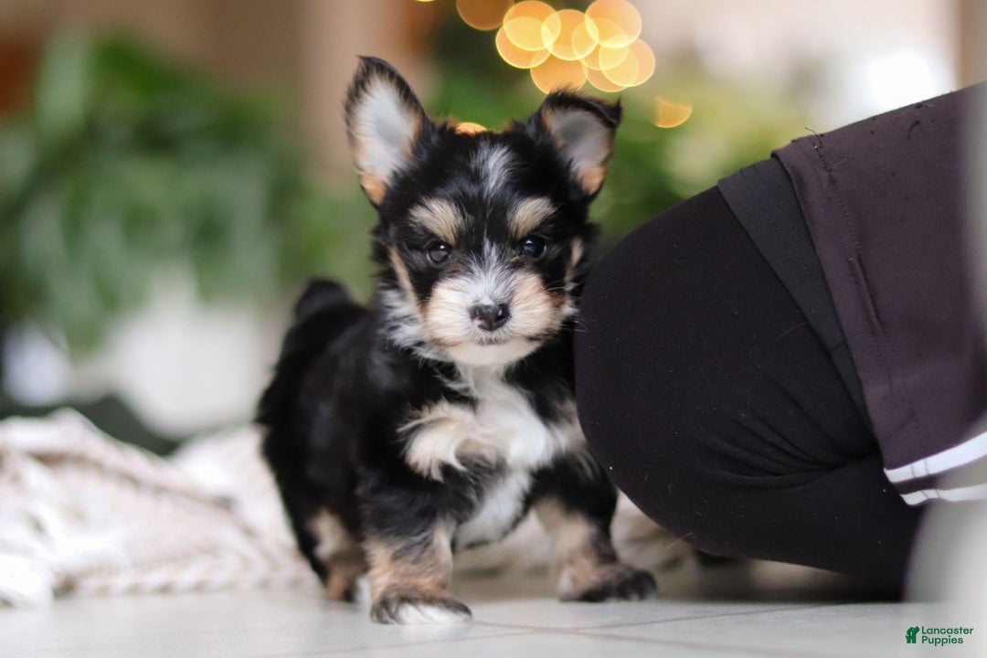 Morkie dogs for sale: Oliver - Ad 9