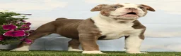 Olde English Bulldogge dogs for sale: Magnolia - Ad 4