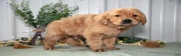 Golden Retriever dogs for sale: Harrison - Ad 2