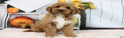 Mini Goldendoodle dogs for sale: Clinton - Ad 4