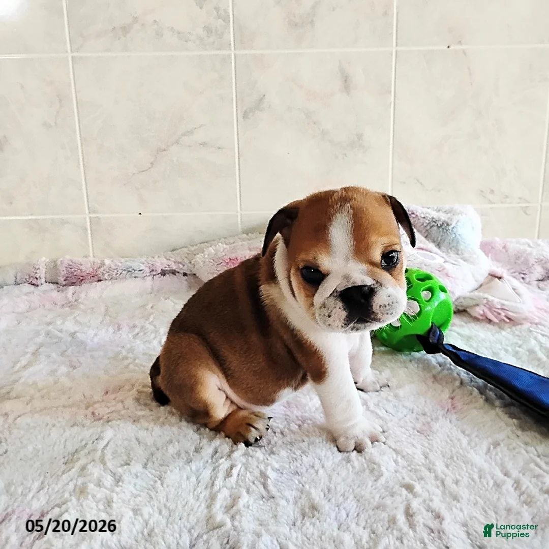 English Bulldog dogs for sale: Rubix Special Needs  - Ad 1