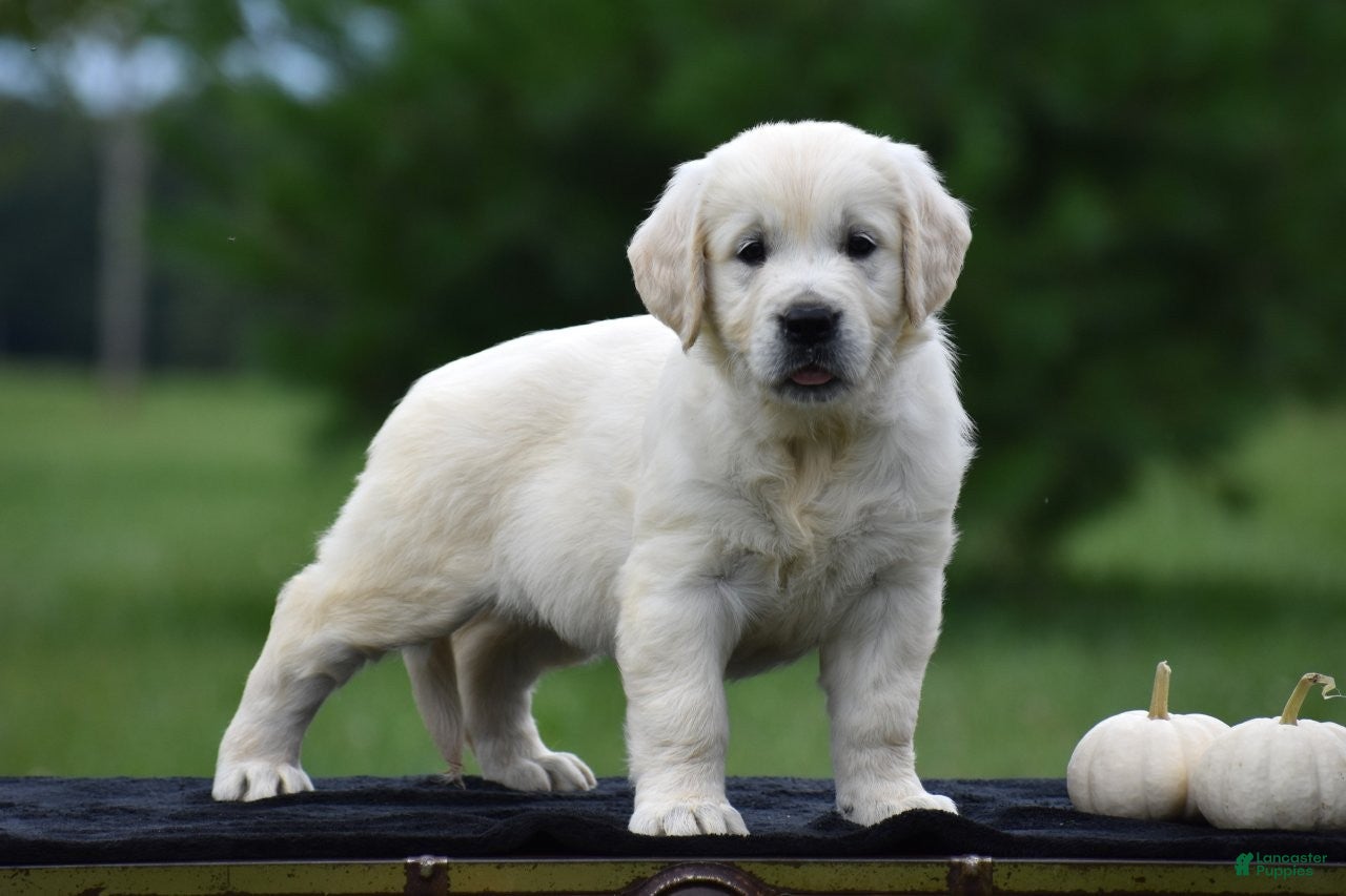 Golden Retriever dogs for sale: Dolly - Ad 2