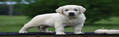 Dolly
