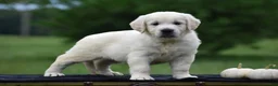 Golden Retriever dogs for sale: Dolly - Ad 1