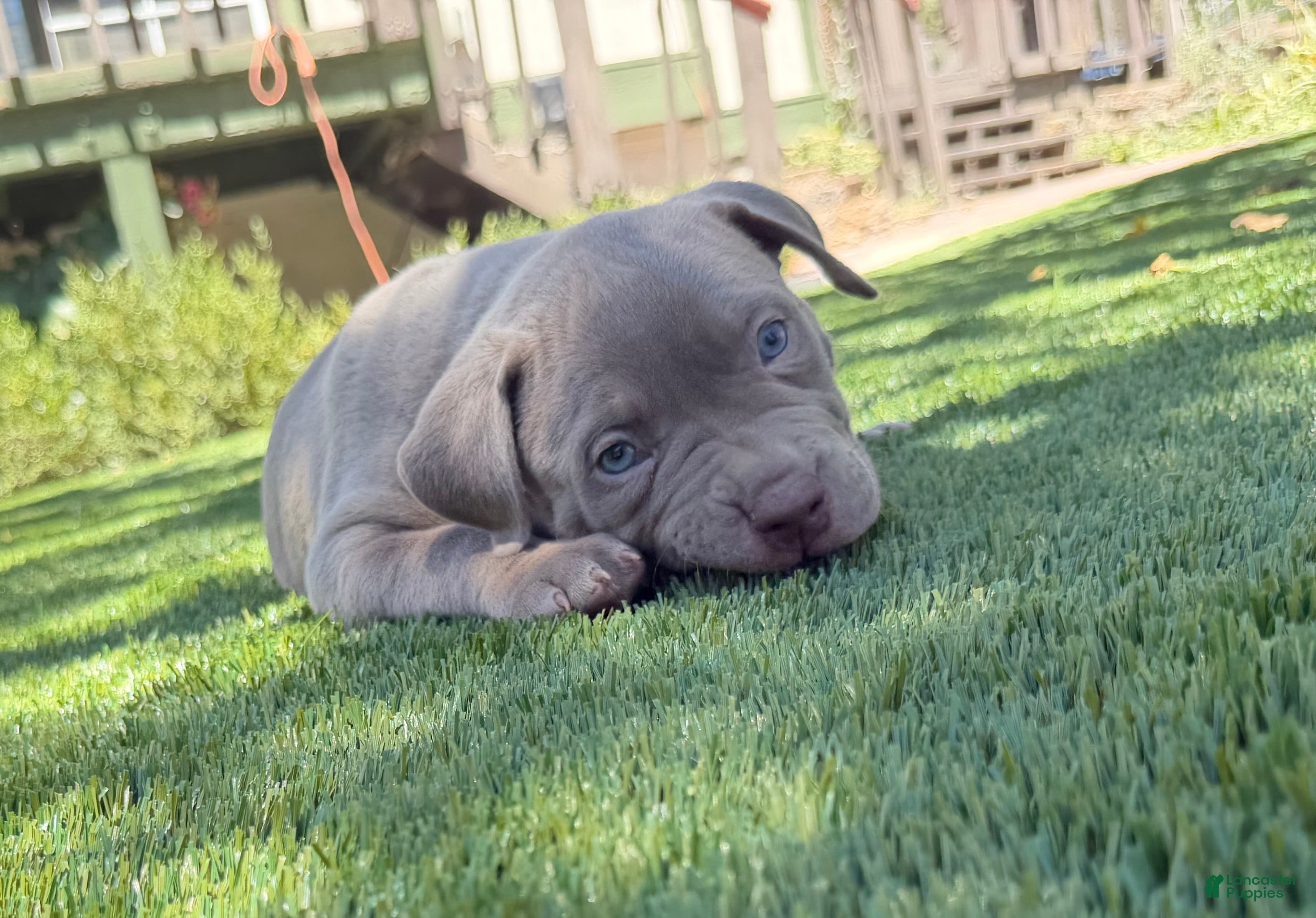 American Bully dogs Lila - Ad 25