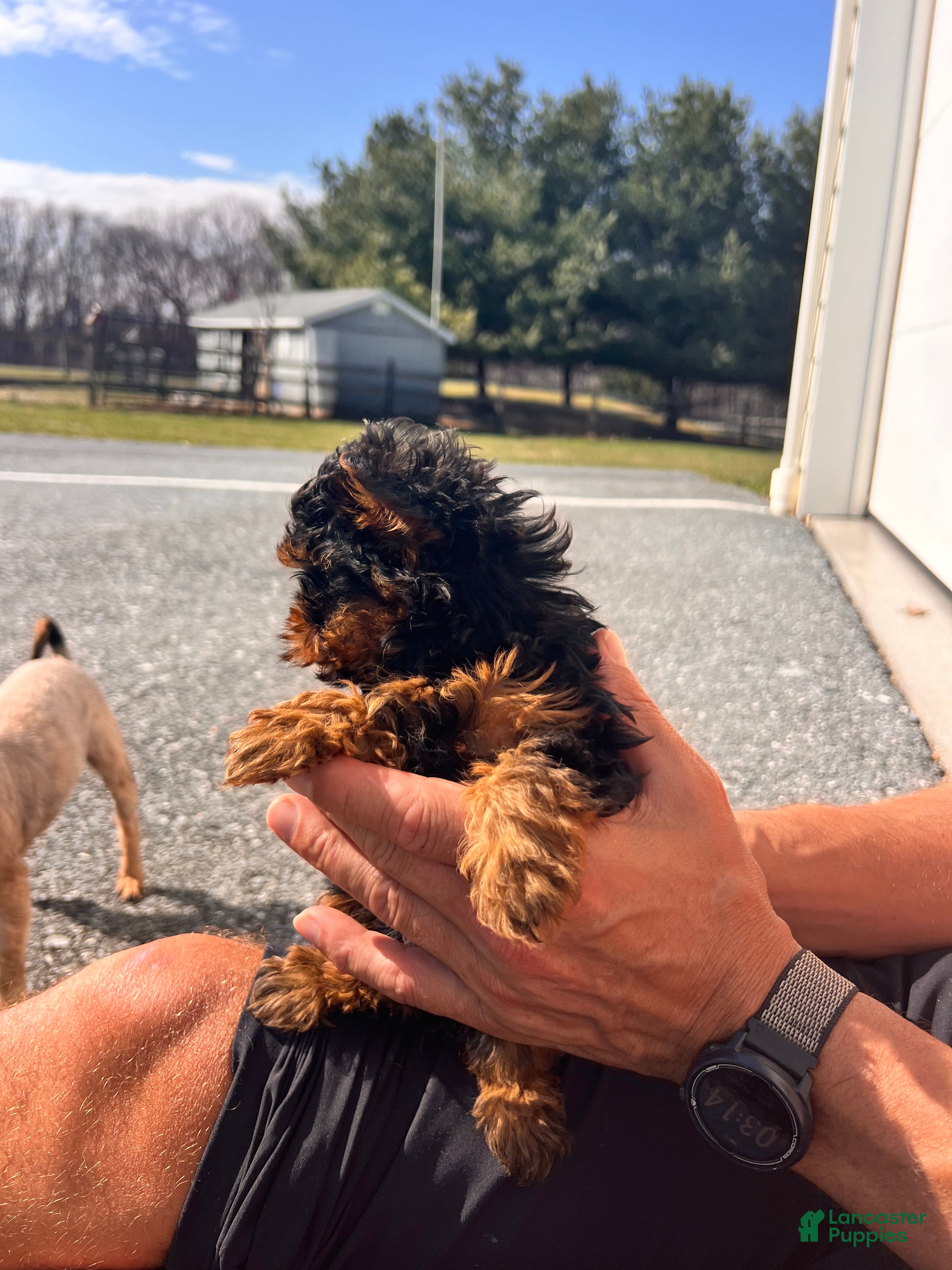 Morkie dogs Paris - Ad 2