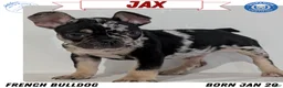 French Bulldog dogs for sale: Jax  - Ad 1