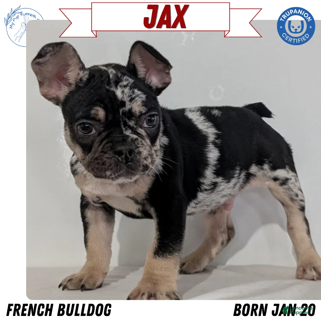 French Bulldog dogs for sale: Jax  - Ad 1