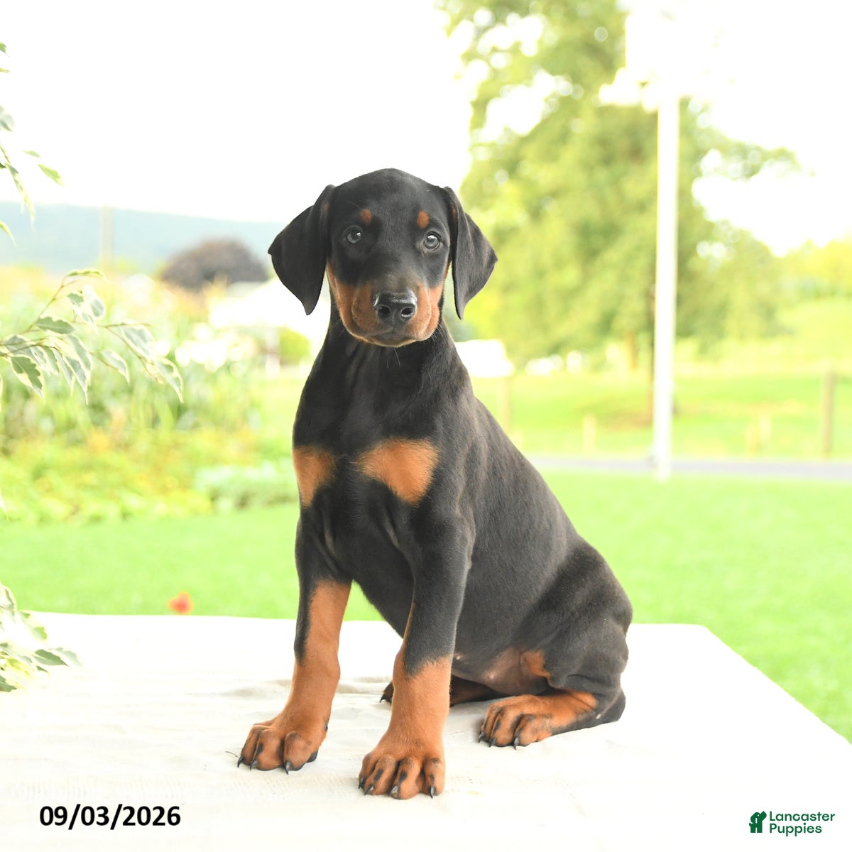 Doberman Pinscher dogs Zorro - Ad 2