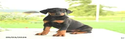 Doberman Pinscher dogs for sale: Zorro - Ad 2