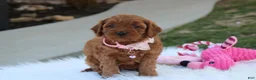 Cavapoo dogs for sale: Darcy  - Ad 5
