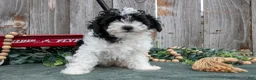 Toy Poodle dogs for sale: Peter - Ad 3