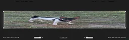 Toy Fox Terrier dogs for sale: Toy Fox Terrier 2 - Ad 1