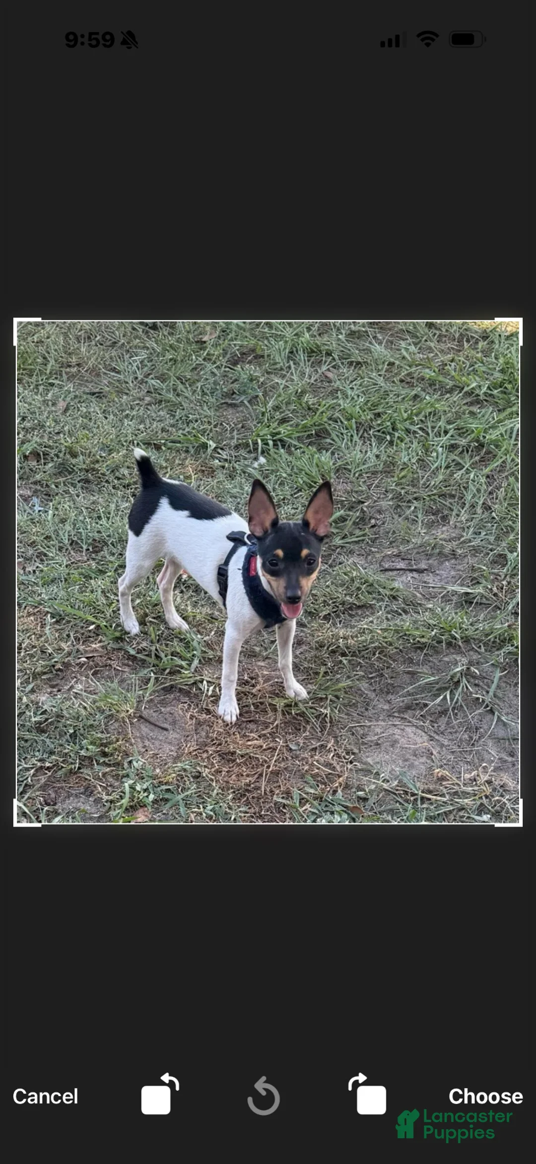 Toy Fox Terrier dogs for sale: Toy Fox Terrier 2 - Ad 1