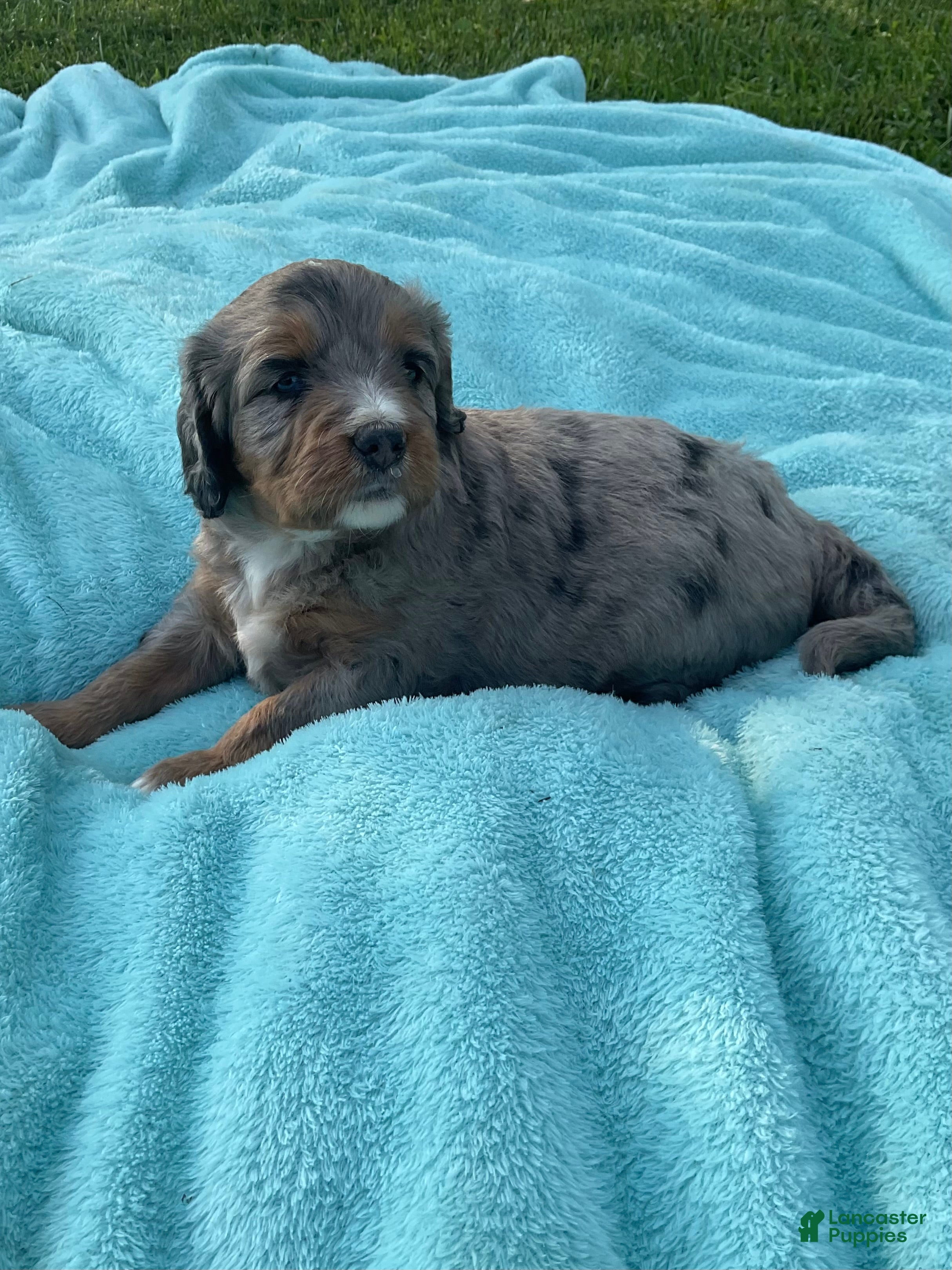Mini Bernedoodle dogs Bella  - Ad 2