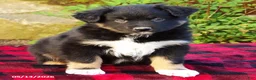 Australian Shepherd dogs for sale: Dusty - Ad 2