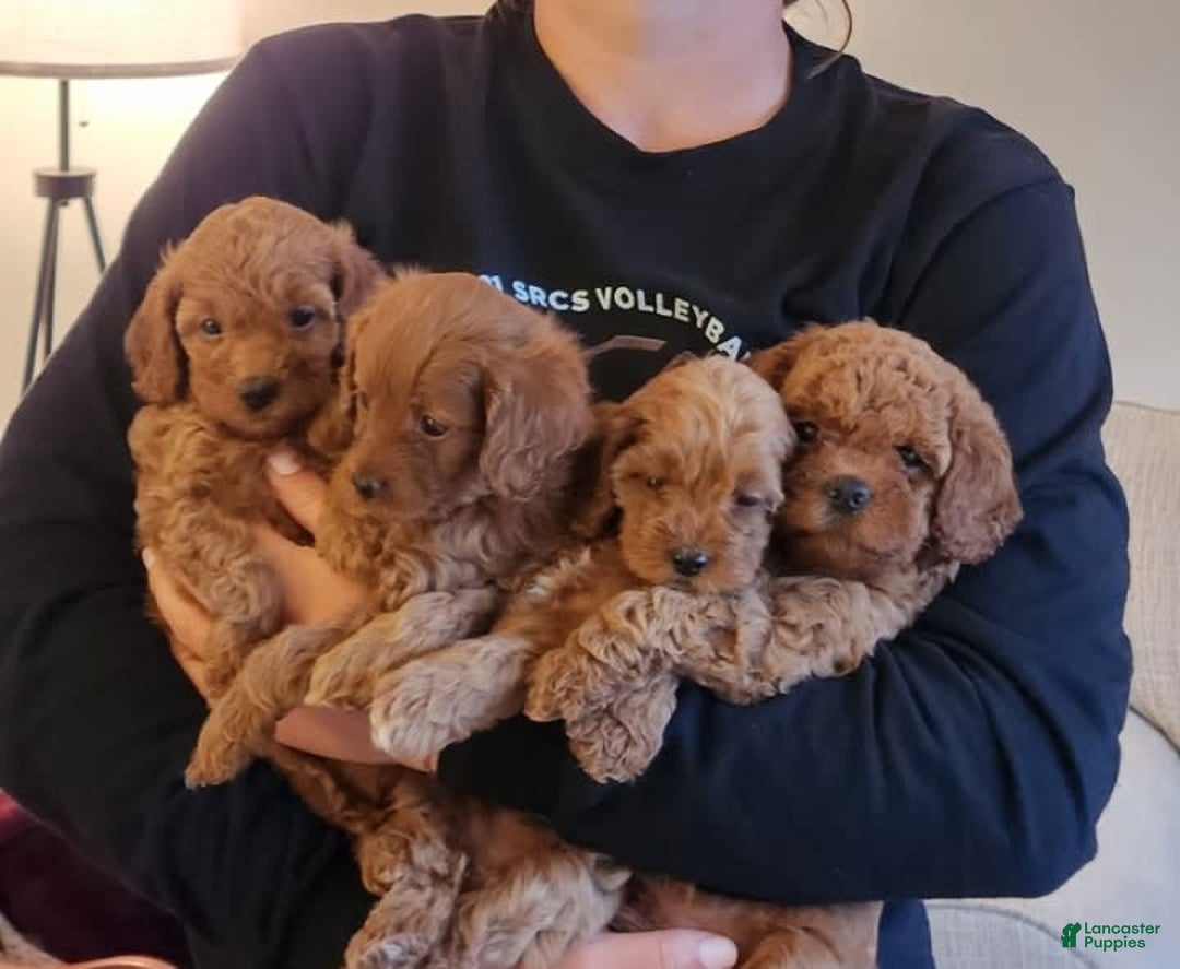 Gallery Image {{count}}