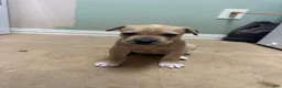 Cane Corso dogs for sale: Blonde haired Cane Corso  - Ad 2