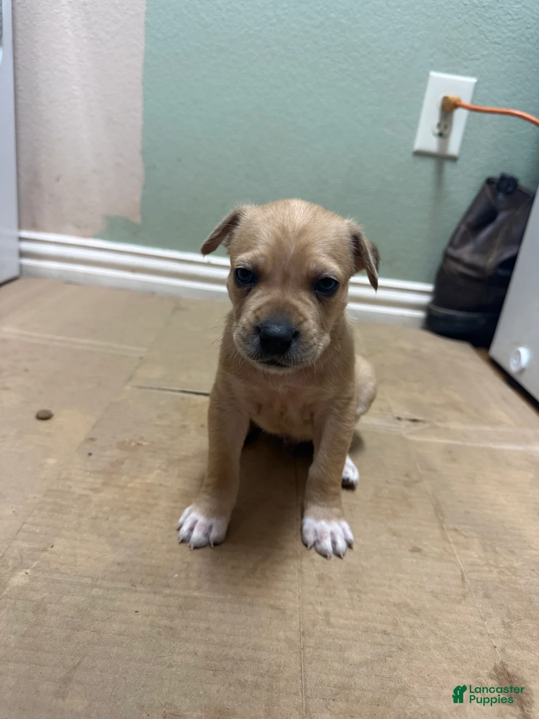 Cane Corso dogs for sale: Blonde haired Cane Corso  - Ad 2
