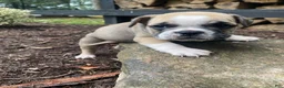 Mixed Breed dogs for sale: Bandit - Ad 13