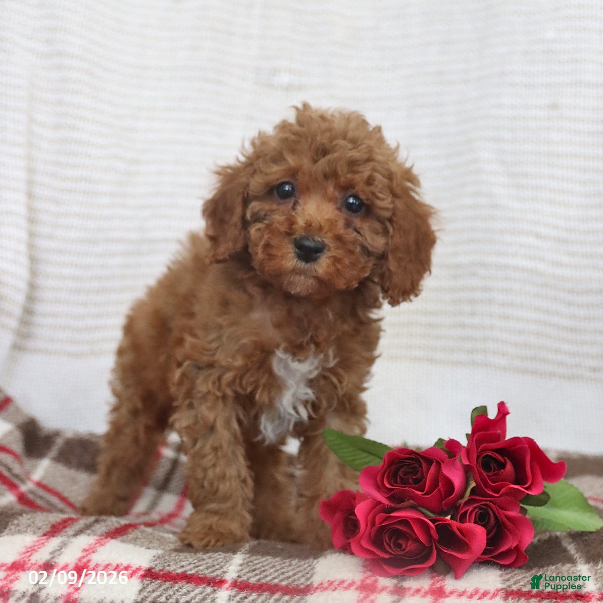 Cockapoo dogs Jerry - Ad 25