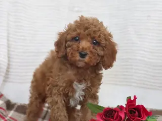 Cockapoo dogs Jerry - Ad 25