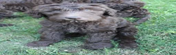 Labradoodle dogs for sale: Eros - Ad 9