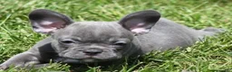 French Bulldog dogs for sale: VIJAY LILAC - Ad 3