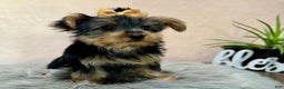 Yorkshire Terrier dogs for sale: Hallie - Ad 33