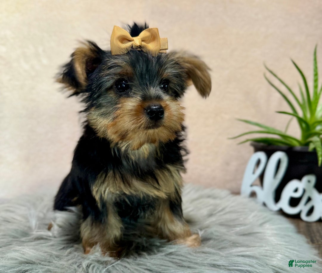 Yorkshire Terrier dogs for sale: Hallie - Ad 33