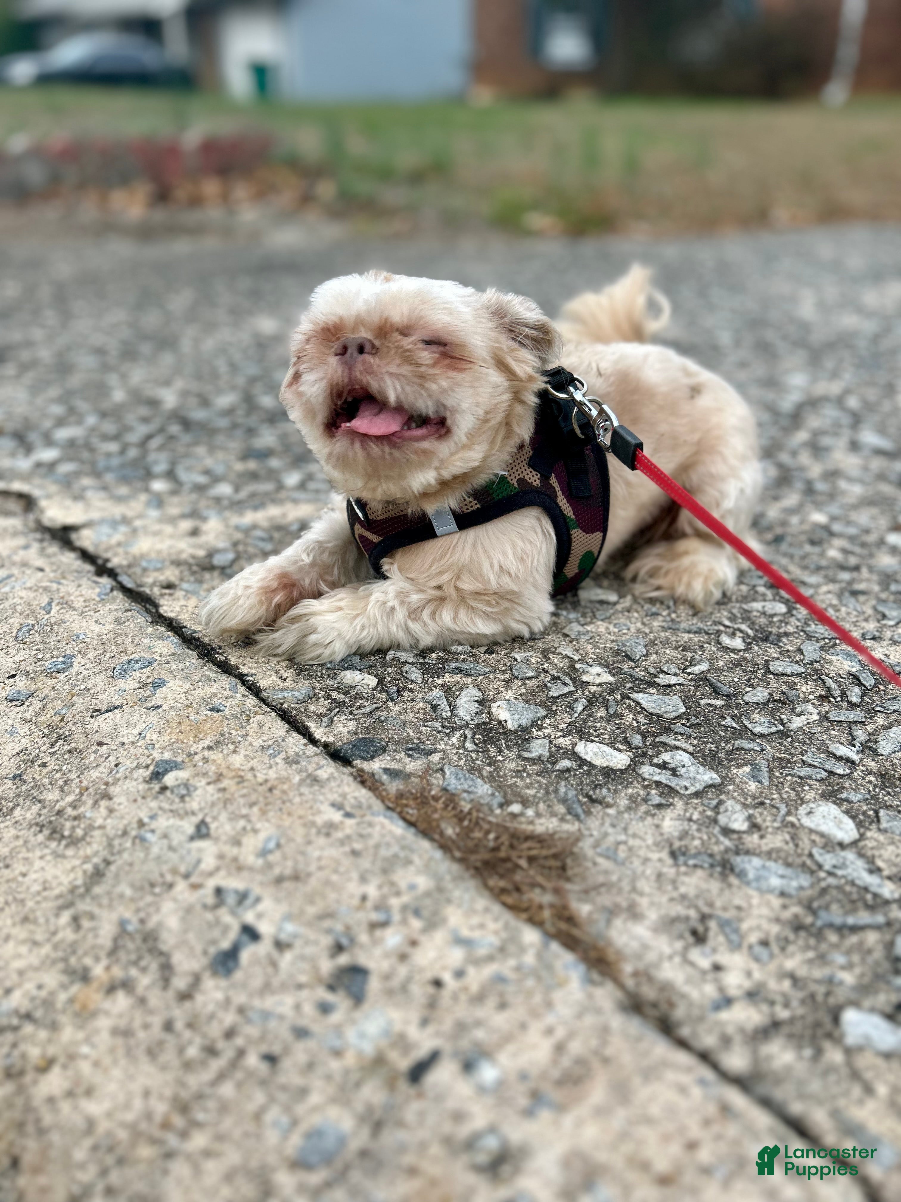 Shih Tzu dogs for sale: Shih Tzu 1 - Ad 2