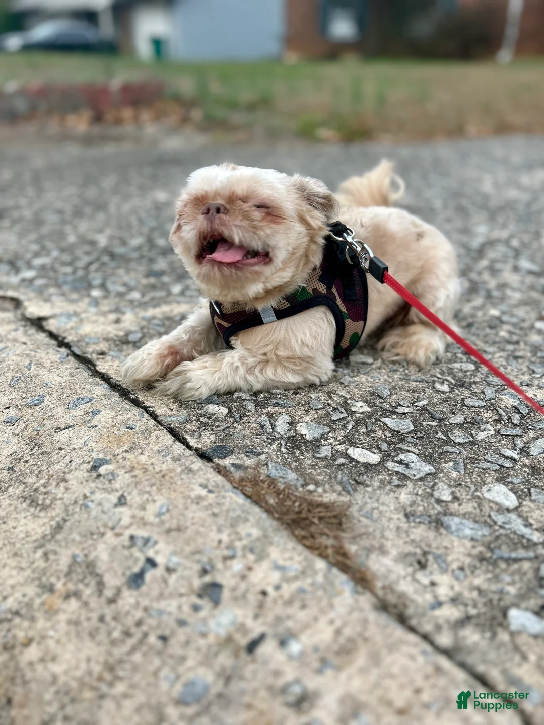 Shih Tzu dogs for sale: Shih Tzu 1 - Ad 2