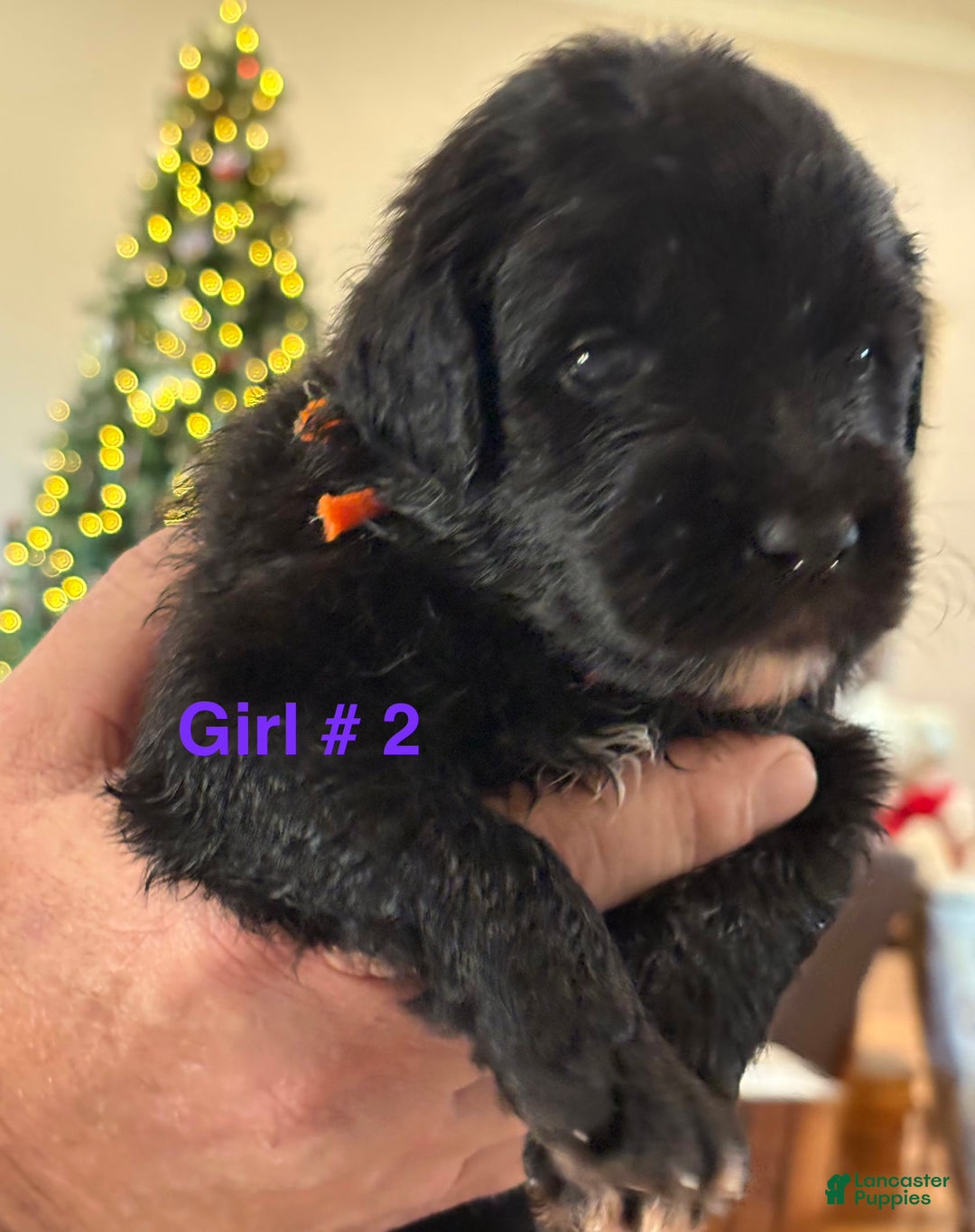 Mixed Breed dogs for sale: female # 2 English Shepherd Doodle - Ad 5