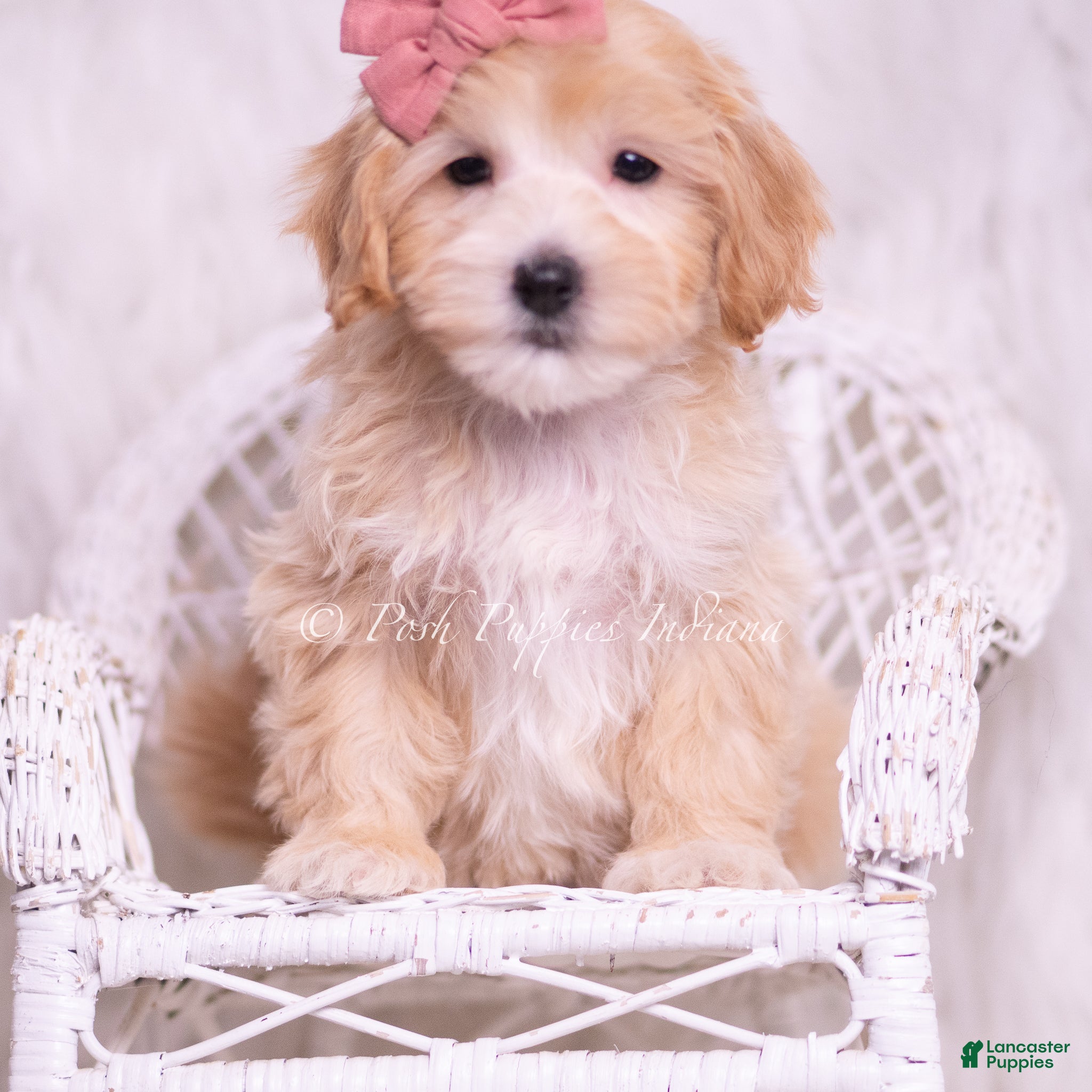 Maltipoo dogs Polly - Ad 42