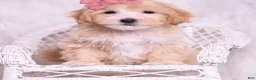 Maltipoo dogs for sale: Polly - Ad 1