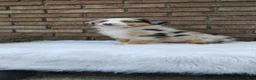 Australian Shepherd dogs for sale: Chloe - Ad 6