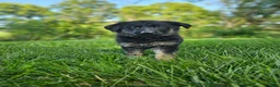 German Shepherd dogs for sale: Jack  - Ad 1