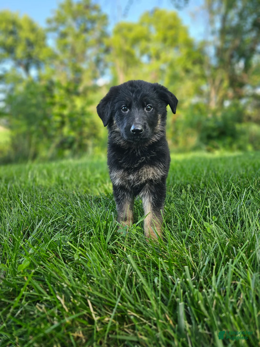German Shepherd dogs for sale: Jack  - Ad 1