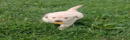 Golden Retriever dogs for sale: Charlie - Ad 3